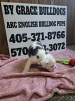 Moose, a female English Bulldog for sale in Oklahoma City, OK – 1 of 7