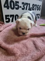 Moose, a female English Bulldog for sale in Oklahoma City, OK – 6 of 7