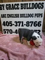 Truffle , a female English Bulldog for sale in Oklahoma City, OK – 5 of 8