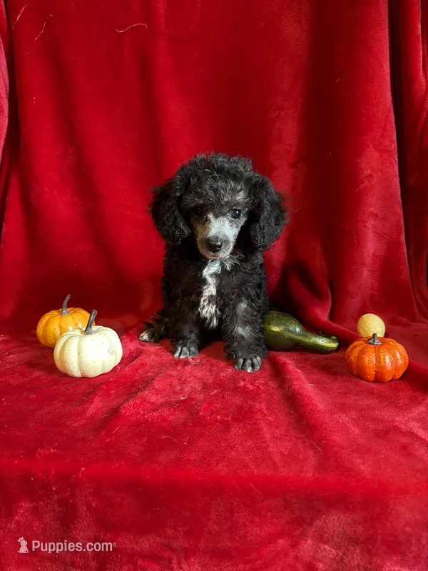 Dylan – Poodle - Toy  puppy for sale in Lewisburg, WV