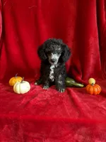 Dylan, a male Poodle - Toy  for sale in Lewisburg, WV – 1 of 9