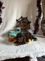 Carly, a female Aussiedoodle for sale in Lewisburg, WV – 5 of 10