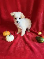 Anne, a female Poodle - Toy  for sale in Lewisburg, WV – 4 of 10
