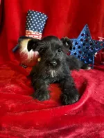 Mia, a female Miniature Schnauzer for sale in Lewisburg, WV – 7 of 10