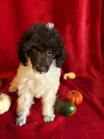 Belle, a female Poodle - Toy  for sale in Lewisburg, WV – 10 of 10