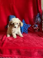 Lyla, a female Poodle - Toy  for sale in Lewisburg, WV – 2 of 10