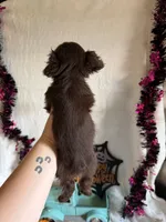 Kayla, a female Aussiedoodle for sale in Lewisburg, WV – 9 of 10
