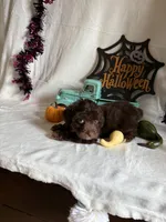Carly, a female Aussiedoodle for sale in Lewisburg, WV – 4 of 10