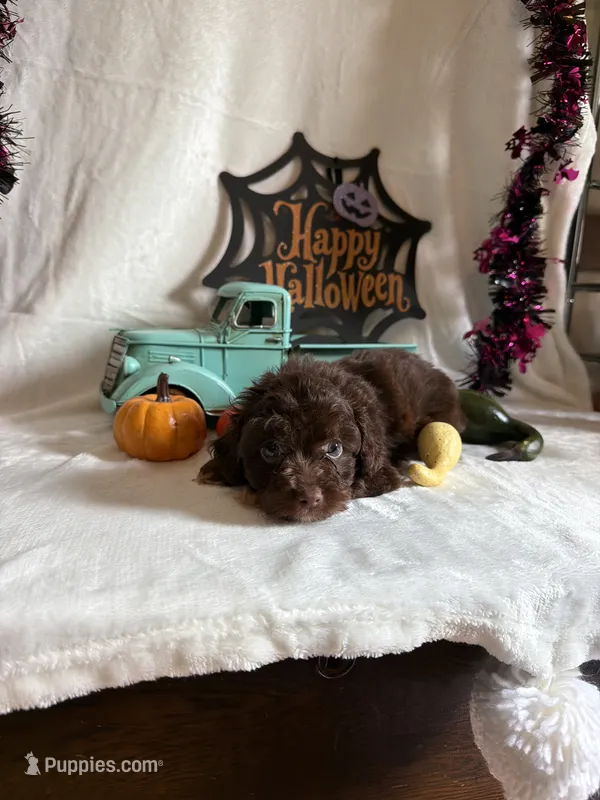 Carly – Aussiedoodle puppy for sale in Lewisburg, WV