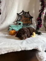 Carly, a female Aussiedoodle for sale in Lewisburg, WV – 1 of 10