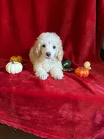 Danny, a male Poodle - Toy  for sale in Lewisburg, WV – 8 of 10