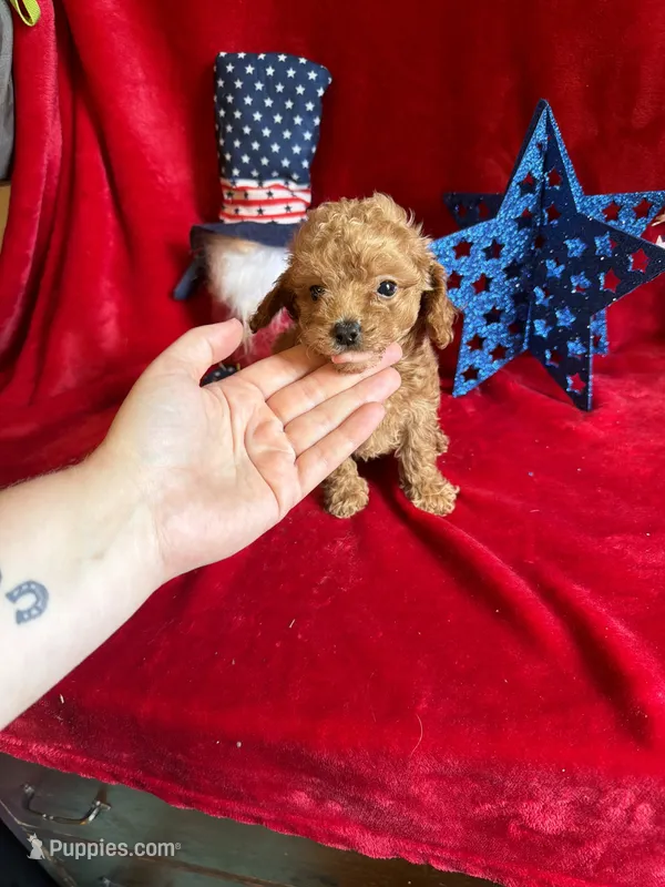 Mae – Poodle - Toy  puppy for sale in Lewisburg, WV