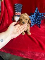 Mae, a female Poodle - Toy  for sale in Lewisburg, WV – 1 of 10