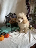 Danny, a male Poodle - Toy  for sale in Lewisburg, WV – 7 of 10
