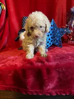 Leo, a male Poodle - Toy  for sale in Lewisburg, WV – 5 of 9