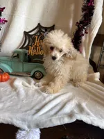 Anne, a female Poodle - Toy  for sale in Lewisburg, WV – 7 of 10