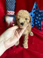 Murray, a male Poodle - Toy  for sale in Lewisburg, WV – 8 of 10