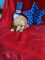 Madison, a female Poodle - Toy  for sale in Lewisburg, WV – 5 of 10
