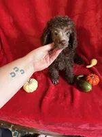 Bill, a male Poodle - Toy  for sale in Lewisburg, WV – 8 of 10