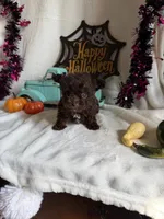 Kimber, a female Aussiedoodle for sale in Lewisburg, WV – 6 of 10