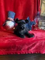 Mia, a female Miniature Schnauzer for sale in Lewisburg, WV – 5 of 10