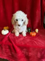 Cameron, a male Poodle - Toy  for sale in Lewisburg, WV – 3 of 10