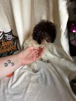Belle, a female Poodle - Toy  for sale in Lewisburg, WV – 2 of 10