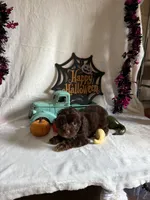 Carly, a female Aussiedoodle for sale in Lewisburg, WV – 3 of 10