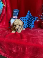 Madison, a female Poodle - Toy  for sale in Lewisburg, WV – 8 of 10