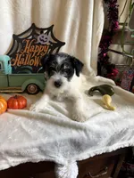 Kyle, a male Miniature Schnauzer for sale in Lewisburg, WV – 3 of 10