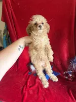Lyla, a female Poodle - Toy  for sale in Lewisburg, WV – 10 of 10