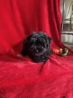 Caleb , a male Miniature Schnauzer for sale in Lewisburg, WV – 4 of 10