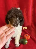 Belle, a female Poodle - Toy  for sale in Lewisburg, WV – 1 of 10