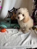 Danny, a male Poodle - Toy  for sale in Lewisburg, WV – 9 of 10