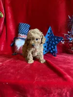 Mae, a female Poodle - Toy  for sale in Lewisburg, WV – 4 of 10