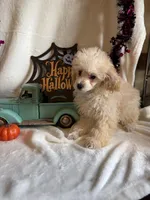 Anne, a female Poodle - Toy  for sale in Lewisburg, WV – 5 of 10