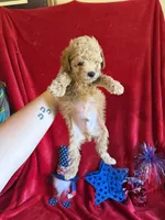 Murray, a male Poodle - Toy  for sale in Lewisburg, WV – 6 of 10