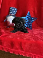 Bear, a male Poodle - Toy  for sale in Lewisburg, WV – Photo 6 of 10