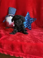 Bear, a male Poodle - Toy  for sale in Lewisburg, WV – Photo 7 of 10