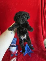 Bear, a male Poodle - Toy  for sale in Lewisburg, WV – Photo 2 of 10