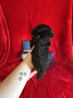 Bear, a male Poodle - Toy  for sale in Lewisburg, WV – Photo 3 of 10