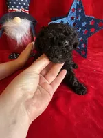 Bear, a male Poodle - Toy  for sale in Lewisburg, WV – Photo 5 of 10