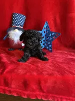 Bear, a male Poodle - Toy  for sale in Lewisburg, WV – Photo 8 of 10