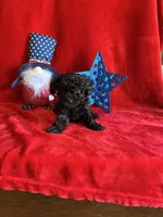 Bear, a male Poodle - Toy  for sale in Lewisburg, WV – Photo 10 of 10