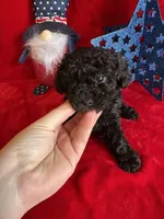 Bear, a male Poodle - Toy  for sale in Lewisburg, WV – Photo 4 of 10