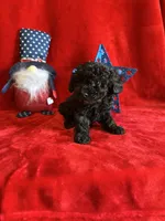 Bear, a male Poodle - Toy  for sale in Lewisburg, WV – Photo 9 of 10