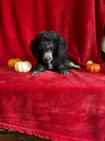Dylan, a male Poodle - Toy  for sale in Lewisburg, WV – 2 of 9
