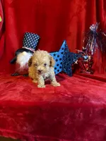 Lyla, a female Poodle - Toy  for sale in Lewisburg, WV – 2 of 10