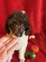 Belle, a female Poodle - Toy  for sale in Lewisburg, WV – 5 of 10