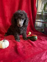 Bill, a male Poodle - Toy  for sale in Lewisburg, WV – 5 of 10